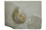 Fossil Ammonite (Hildoceras) - Posidonia Shale, Germany #262687-1